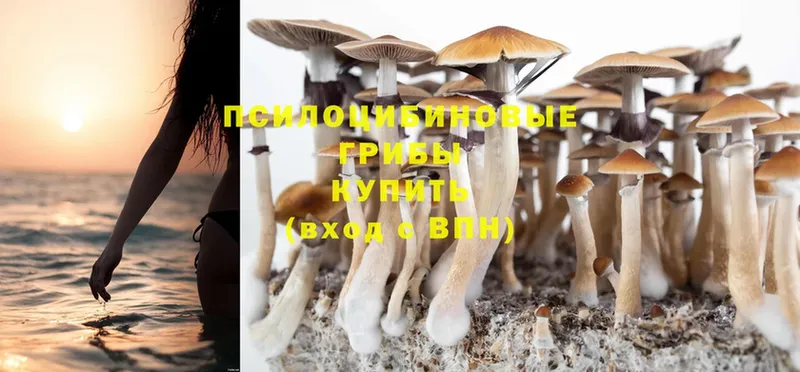 Галлюциногенные грибы Psilocybe  Новосиль 